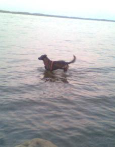 Собака купается в реке.