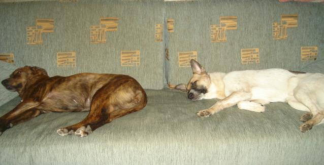 Собаки на диване.