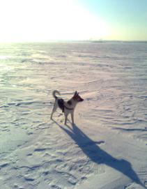 Собака на льду реки.