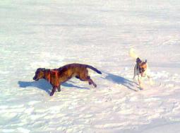 Собаки зимой на льду реки.